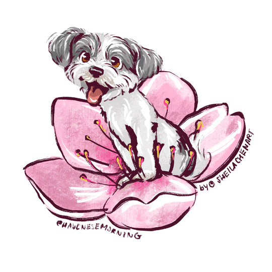 Cherry Blossoms